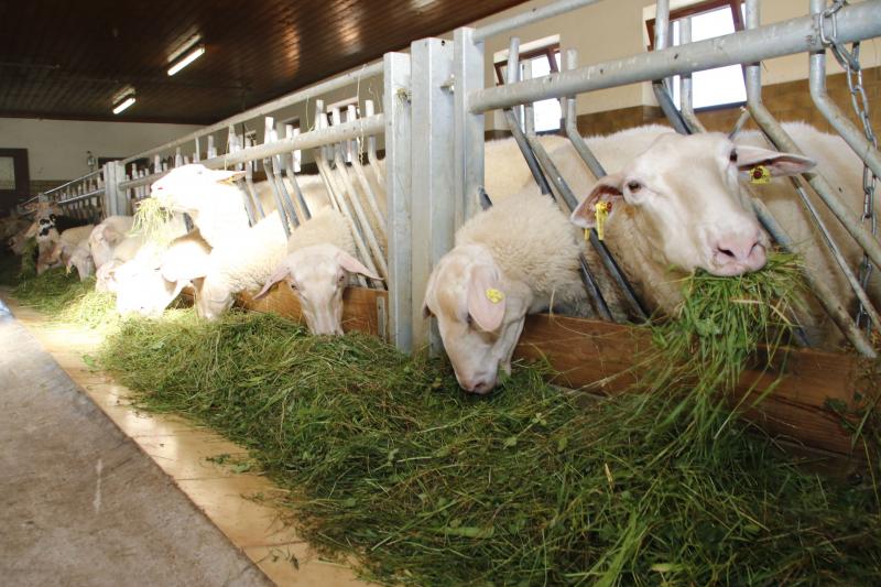 Bio Bauernhof Geyerspichl -  Produkte vom Milchschaf